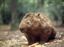 common-wombat_506_600x450.jpg