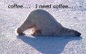 coffee-polar-bear.jpg