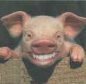 smilingpig.jpg