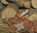 CopperHead.jpg