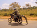 Africansuperbikewithcrocskinseat_zps6802b0bd.png