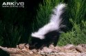 hooded-skunk-on-tree-trunk.jpg