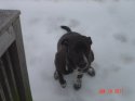 Snow 01-11-2011 017.jpg