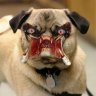 AttackPug